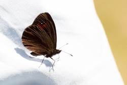 Piedmont Ringlet