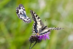 Swallowtail and Marbled White