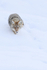 Coyote advances down slope, Yellowstone Park, Wyoming, USA