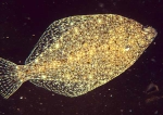 Limanda limanda