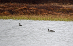 Red-throated Divers