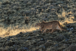 Female Puma stalking, late afternoon light, torres del Paine, Chile