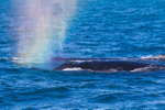 Rainbow Blow 0A3A2232