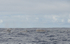 Northern bottlenose whales
