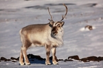 Reindeer 0799