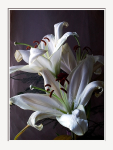 Bouquet of Lilium orientale -hybrids