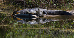 AnimalsCreatures 076 1