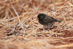 Medium Ground-Finch (male non-breeding), Isla Lobos, Galapagos