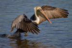 Brown Pelican