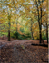 Pinfield Woods