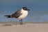 Laughing Gull (adult breeding), Fort De Soto Park, Florida
