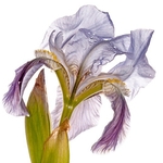 Twin-flowered Iris (Iris bicapitata)
