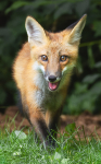 Red Fox Kit #11