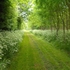 Woodland planting