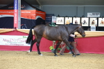 Class 9R - IH Pre-Vet portfolio