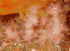 Alcyonium hibernicum