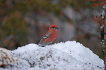 Pine Grosbeak