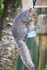 12th June Soggy Squirrel