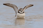 Wilson's Plover with raised wings, Fort De Soto Park, Florida