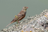 Ortolan Bunting