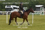 WORKING HUNTER CHAMPIONSHIP portfolio