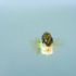 Stickleback