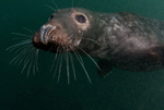 Grey Seal - Halichoerus grypus