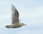 Iceland Gull (juvenile) in flight, Grundarfjörður, Iceland