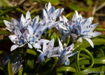 Spring Squill