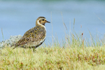 Golden Plover, River Laxá, Iceland