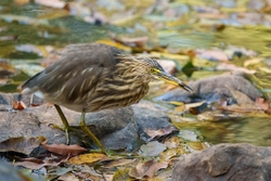 Pond Heron with Lunch