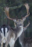 FALLOW DEER ref FD 3a