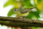 Philadelphia Vireo portfolio