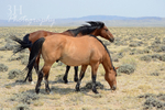 Wind River Buddies Watermarked