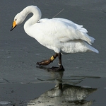 Whooper Swan