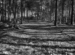 Delamere Forest Cheshire England