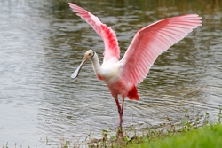 Roseate Spoonbil _0012