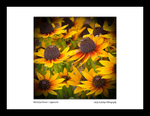 Black Eyed Susan - Cappuccino Framed