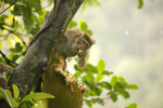 Macaque Monkey in Jungle in Ella Sri Lanka 20