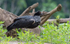 Horned Screamer