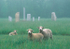 SHEEP - GREY COUNTY ONTARIO