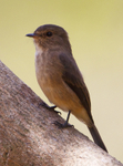 African Dusky Flycatcher perched on a branch