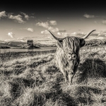 B-13-Monochrome Moo