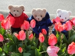 Tulips Tips