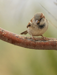 House Sparrow (male, non-breeding plumage), Bosque del Apache