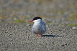 Arctic Tern