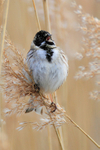 Reed Bunting portfolio