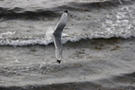 Kittiwake