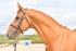 equiscot3636