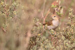 Western Bonelli's Warbler perched, Claret, Spain